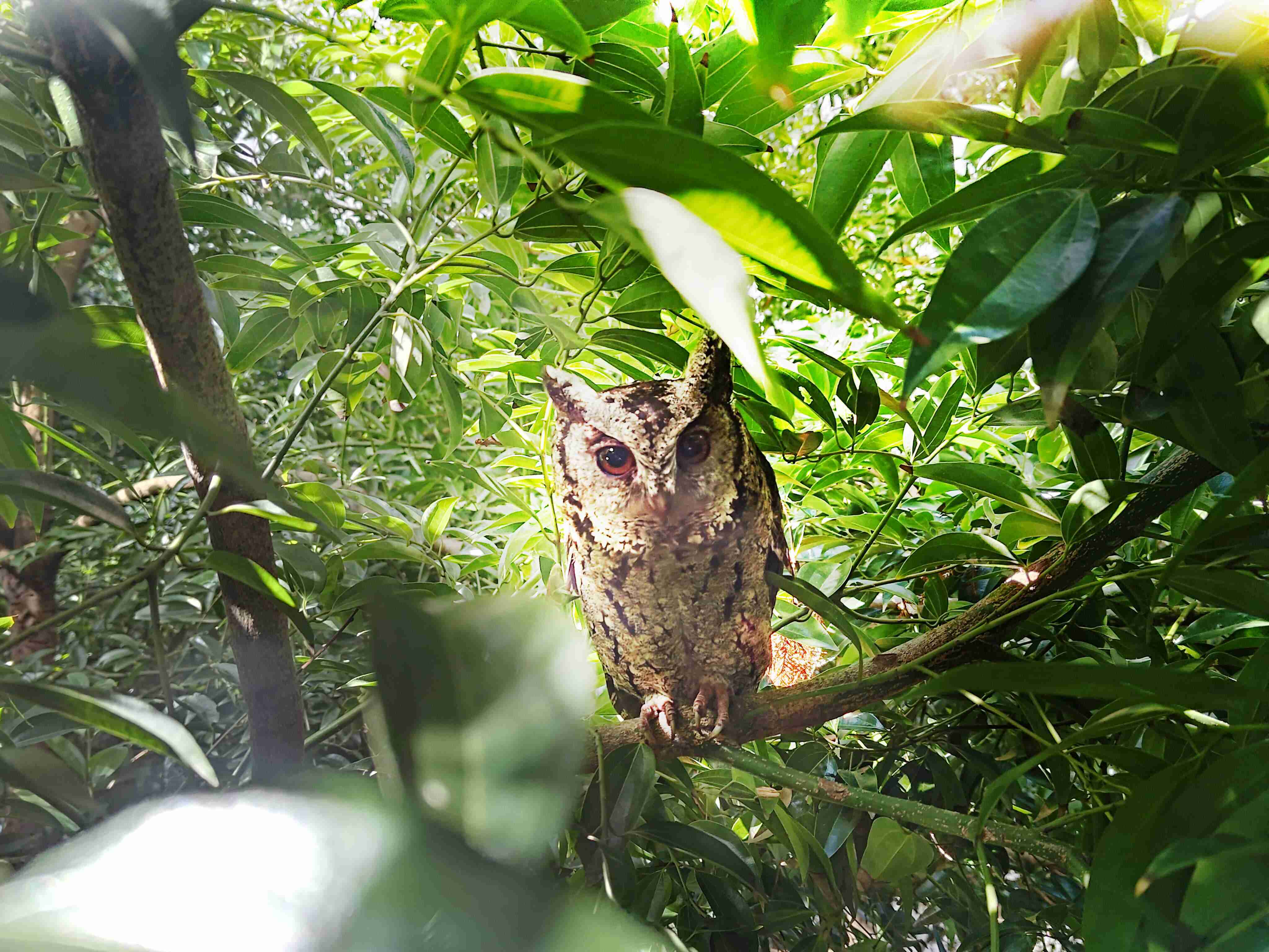尊龙集团致力提倡净零绿生活，，，，16年以来在全球各厂区植树逾百万棵，，，，造就各厂区树木蔚然成林，，，，犹如森林工厂，，成为许多生物的栖息地